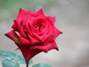 Netujō rose photo