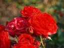 Nikita ® rose photo