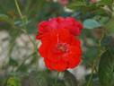 Dorothy Wheatcroft rose photo