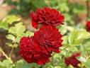 Kurochō rose photo