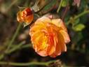 Crazy Horse rose photo