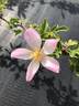 NESXHER rose photo