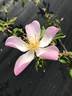 NESXHER rose photo