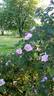 R. blanda rose photo