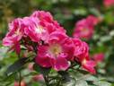 Jeannie Deans rose photo