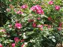 Jeannie Deans rose photo