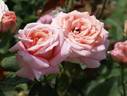Jezebel rose photo