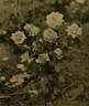 David Harum rose photo