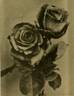 Cherry Ripe rose photo