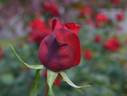 Netujyo rose photo