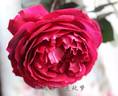 Guo Se Tian Xiang rose photo