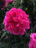 Souvenir de Victor Landeau rose photo