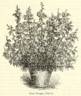 Coupe de Hebe rose photo