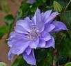 Lady Caroline Nevill clematis photo