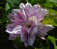 Lady Caroline Nevill clematis photo