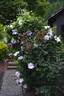 Lady Caroline Nevill clematis photo