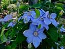 Lady Caroline Nevill clematis photo