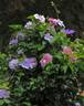 Lady Caroline Nevill clematis photo
