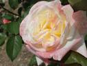 Piroschka ® rose photo