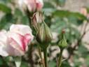 Piroschka ® rose photo