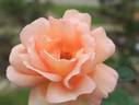 Young Venturer rose photo