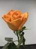 Miracle ™ rose photo