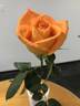 Miracle ™ rose photo