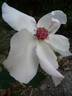 White Wings rose photo