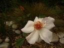 White Wings rose photo
