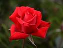 Atsuhime rose photo