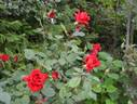 Atsuhime rose photo