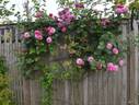 Royal Lavender rose photo