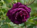 Mayo rose photo