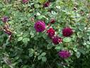 Mayo rose photo