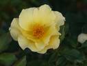 Kinrenpo rose photo