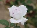 Kiyosumi rose photo