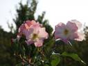 Koharubiyori rose photo