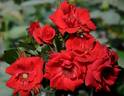 Brillant Korsar rose photo