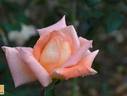 Koisan rose photo