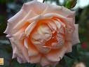 Koisan rose photo