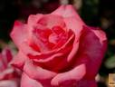 Peace Maker rose photo