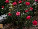 Peace Maker rose photo
