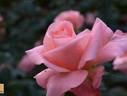 Salmon Gaujard rose photo