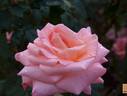 Salmon Gaujard rose photo