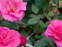 Rose Music rose photo