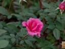 Rose Music rose photo