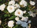 Yosooi rose photo