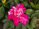 Benikanoko rose photo