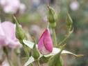 Blue Time rose photo