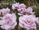 Blue Time rose photo
